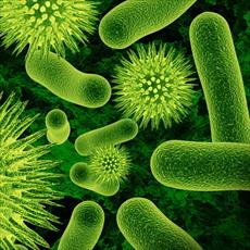 PowerPoint of germs and bacteria in environmental cleanup