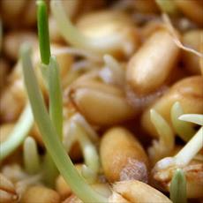 Proposal Effect of polyethylene glycol (PEG) on seed germination characteristics of dryland wheat varieties Homa