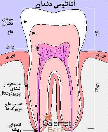 دانلود مقاله آناتومی دندان